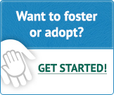 Want to Foster or Adopt? Get Started!